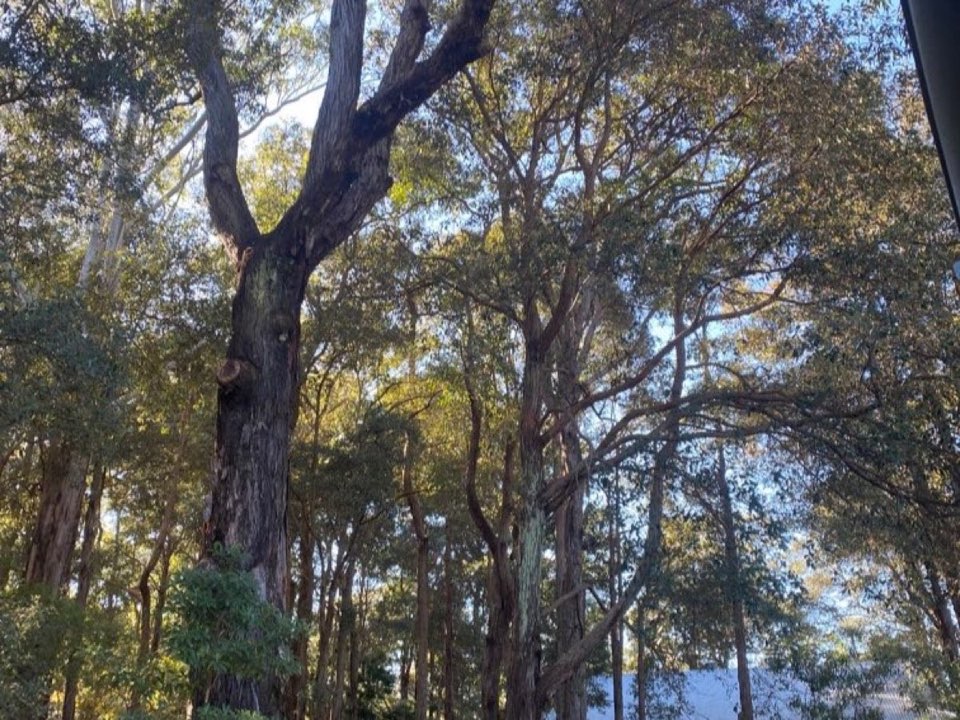 Mature trees in a Cheshire parkland setting due for routine re-inspection