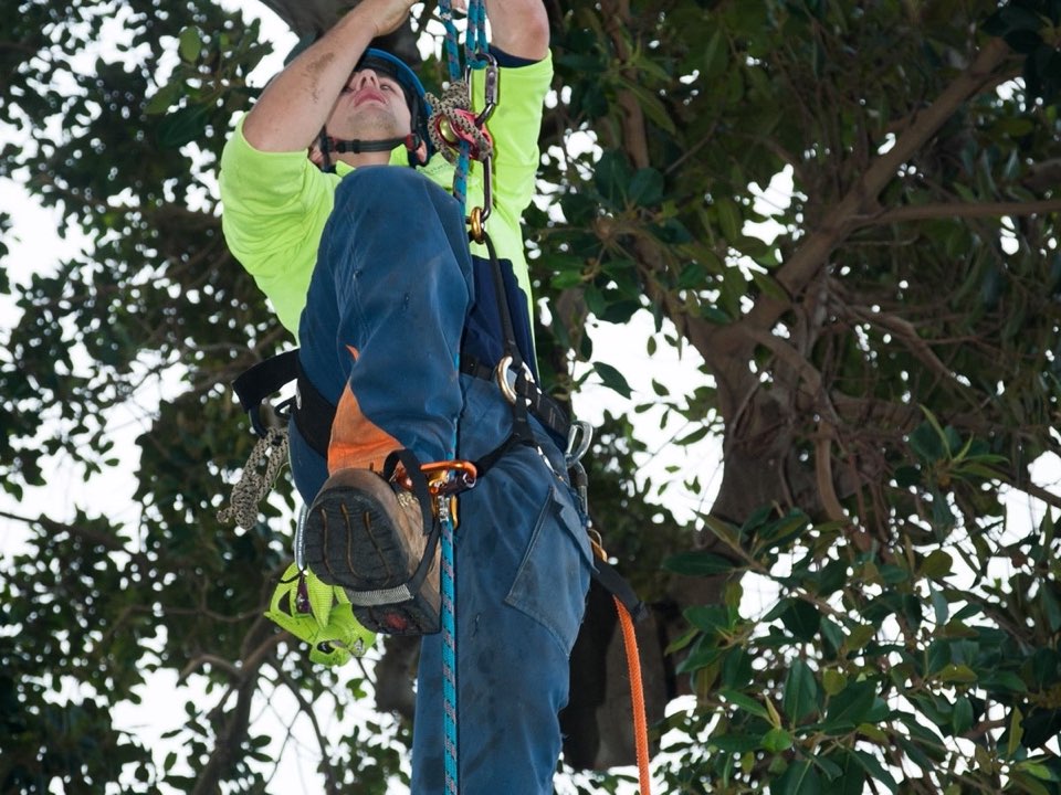 Qualified arborist working in a mature tree during an Enviro Trees UK survey in Cheshire